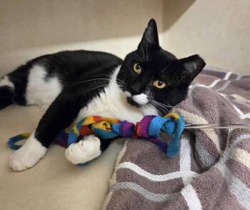 Domestic Short Hair Cats Available for Adoption in Elmsford, New York - Keifer - Available 5/8 | PetCurious