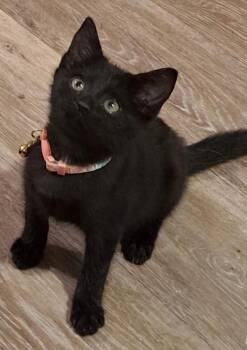 Domestic Short Hair Cats Available for Adoption - Chica | PetCurious
