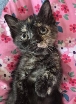 Kyoto -  Domestic Short Hair Cat for Adoption in Richmond, Kentucky - Kyoto | PetCurious