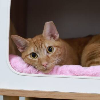 Rescue Domestic Short Hair Cats for Adoption in Los Angeles, California - Merlin | PetCurious