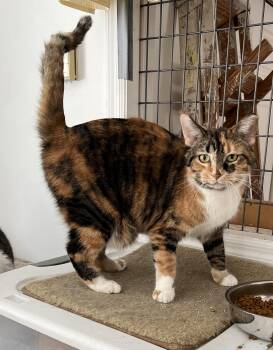 Domestic Short Hair Cats Available for Adoption - Peaches | PetCurious