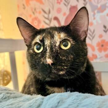 Bella Hadid -  Tortoiseshell and Domestic Short Hair Cat for Adoption in Friendswood, Texas - Bella Hadid | PetCurious