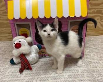 Rescue Tuxedo Cats for Adoption in Southern Pines, North Carolina - Chelsea | PetCurious