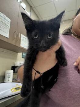 Bedtime Bear -  Domestic Short Hair Cat for Adoption in Fishers, Indiana - Bedtime Bear | PetCurious