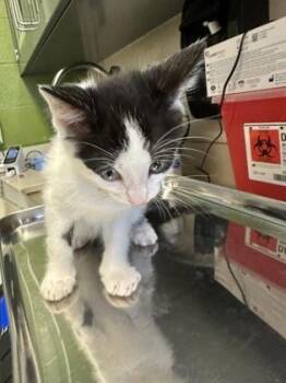 Cheerful -  Domestic Short Hair Cat for Adoption in Wichita, Kansas - Cheerful | PetCurious
