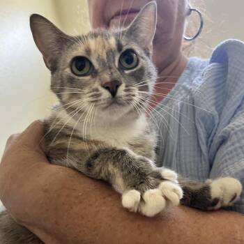 Circe -  Domestic Short Hair Cat for Adoption - Circe | PetCurious
