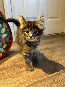Domestic Medium Hair and Maine Coon Cats Available for Adoption in Walled Lake, Michigan - Furbie (must Be Adopted With Beanie) | PetCurious