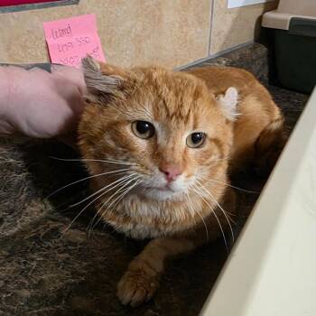 Domestic Short Hair Cats Available for Adoption - Regigigas | PetCurious