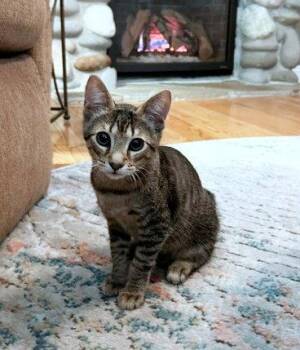 TABBY - 12 week old  playful kitten needs a friend -  Tabby and Domestic Short Hair Cat for Adoption in Hillsboro, Oregon - TABBY - 12 Week Old  Playful Kitten Needs A Friend | PetCurious