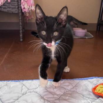 Domestic Short Hair Cats Available for Adoption in Goleta, California - Russell Brussel | PetCurious