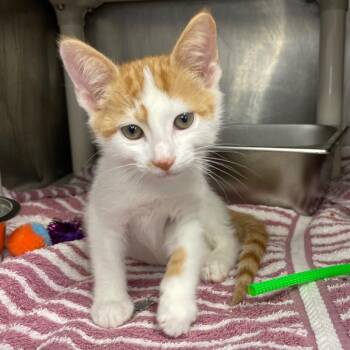 Nico -  Domestic Short Hair Cat for Adoption in Roanoke, Virginia - Nico | PetCurious