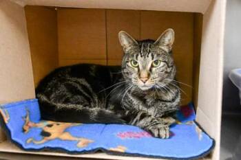 Salvador -  Domestic Short Hair Cat for Adoption in Yakima, Washington - Salvador | PetCurious