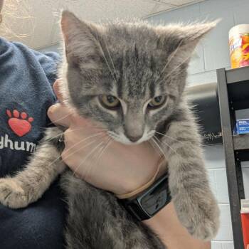 Chamomile -  Domestic Short Hair Cat for Adoption in Indianapolis, Indiana - Chamomile | PetCurious