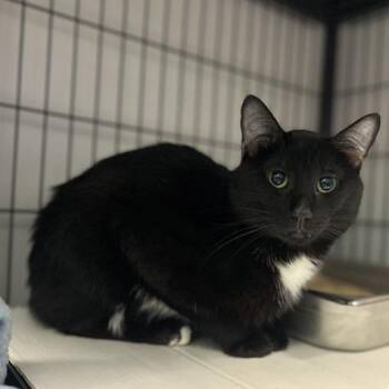 Midnight Starlight -  Domestic Short Hair Cat for Adoption in Davenport, Iowa - Midnight Starlight | PetCurious