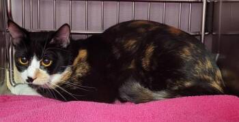 Domestic Short Hair Cats Available for Adoption in Vancouver, Washington - Powder | PetCurious