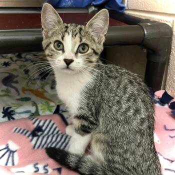 Espri -  Domestic Short Hair Cat for Adoption in Owosso, Michigan - Espri | PetCurious