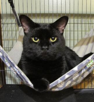 Beans -  Domestic Short Hair Cat for Adoption in Richmond, Virginia - Beans | PetCurious
