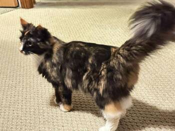 Blackie / Princess -  Domestic Short Hair Cat for Adoption in Minneapolis, Minnesota - Blackie / Princess | PetCurious