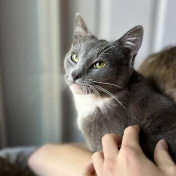 Pebble -  Domestic Short Hair Cat for Adoption in Roswell, Georgia - Pebble | PetCurious