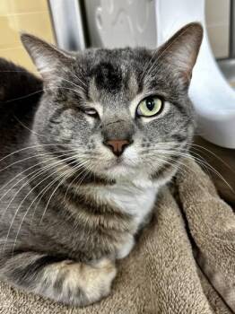 Domestic Short Hair Cats Available for Adoption - Pirate Lord | PetCurious