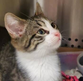Acorn -  Domestic Short Hair Cat for Adoption in Kansas City, Missouri - Acorn | PetCurious