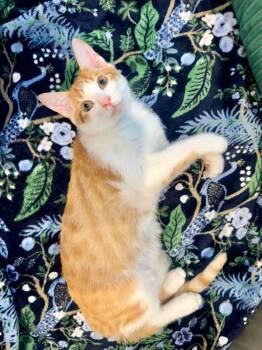 Apricot (bonded with Copper) -  Domestic Short Hair Cat for Adoption in Sandy Springs, Georgia - Apricot (bonded With Copper) | PetCurious