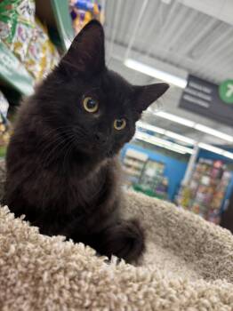 Rescue Domestic Long Hair Cats for Adoption in Cleveland, Ohio - Monty | PetCurious