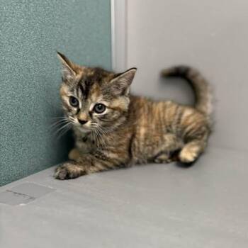 Domestic Short Hair Cats Available for Adoption in Bardstown, Kentucky - Sabrina Catpenter | PetCurious