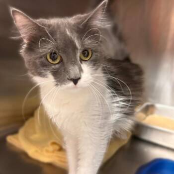 I Mean Poobah -  Domestic Long Hair Cat for Adoption in Davenport, Iowa - I Mean Poobah | PetCurious