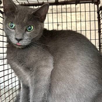 Jacqui -  Domestic Short Hair Cat for Adoption in Lufkin, Texas - Jacqui | PetCurious