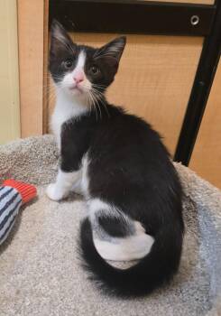 Miles -  Domestic Short Hair Cat for Adoption in Rowlett, Texas - Miles | PetCurious