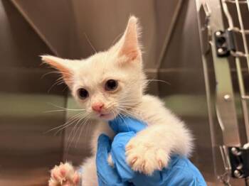 JT -  Domestic Short Hair Cat for Adoption in Tustin, California - JT | PetCurious
