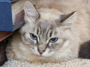 Siamese Cats Available for Adoption in Monrovia, California - Callisto | PetCurious
