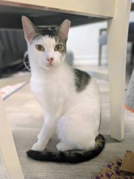 Domestic Short Hair Cats Available for Adoption - Mayo | PetCurious