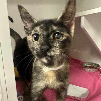 Melbourne -  Domestic Short Hair Cat for Adoption in Walnut Creek, California - Melbourne | PetCurious