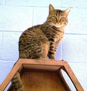 Tabby Cats Available for Adoption - BOB | PetCurious