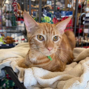 Rescue Tabby Cats for Adoption in Chico, California - FLICKER | PetCurious