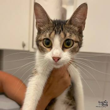 Rescue Domestic Short Hair Cats for Adoption in Washington, District Of Columbia - Solana | PetCurious
