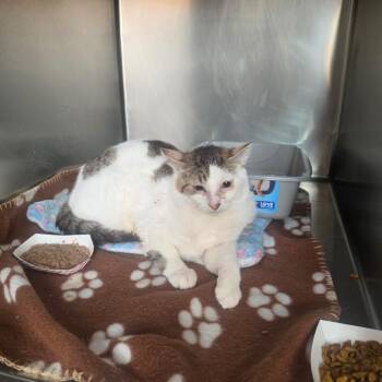 Sonny -  Domestic Short Hair Cat for Adoption in Las Vegas, Nevada - Sonny | PetCurious