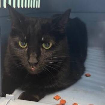 Domestic Short Hair Cats Available for Adoption in Circleville, Ohio - Beeo | PetCurious