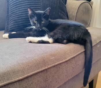 Rescue Domestic Short Hair Cats for Adoption in Delhi, Ontario - FRANIO | PetCurious