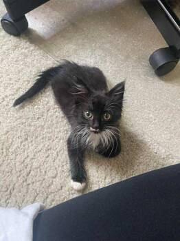 Rescue Domestic Medium Hair Cats for Adoption in Dale City, Virginia - Joan Jett | PetCurious