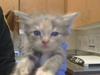 QUESADILLA -  Domestic Medium Hair Cat for Adoption in Sacramento, California - QUESADILLA | PetCurious