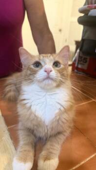 Bonnie -  Maine Coon and Domestic Long Hair Cat for Adoption in New Braunfels, Texas - Bonnie | PetCurious