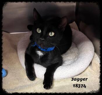Domestic Short Hair and Tuxedo Cats Available for Adoption in Marietta, Georgia - JAGGER See Also STALLONE | PetCurious