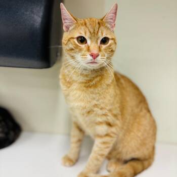 Percy -  Domestic Short Hair Cat for Adoption in Woodbury, New Jersey - Percy | PetCurious