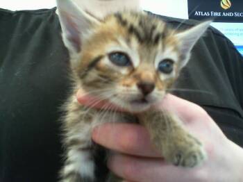 SPARKPLUG -  Domestic Short Hair Cat for Adoption in Charlotte, North Carolina - SPARKPLUG | PetCurious