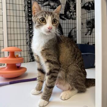 Domestic Short Hair Cats Available for Adoption in Trenton, New Jersey - Nina | PetCurious