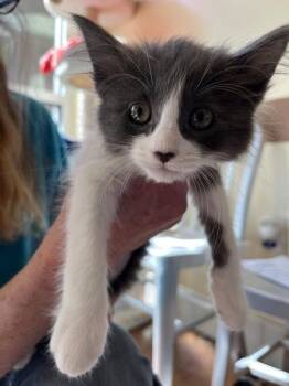Blue Belle -  Domestic Long Hair Cat for Adoption in Salinas, California - Blue Belle | PetCurious
