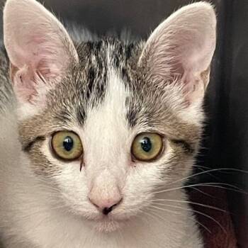 Sprite -  Domestic Short Hair Cat for Adoption in Hawthorne, California - Sprite | PetCurious